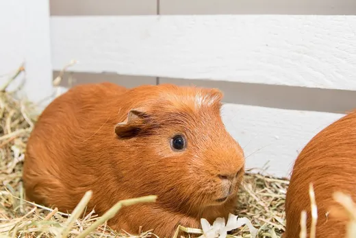 The photo the guinea pig was built from